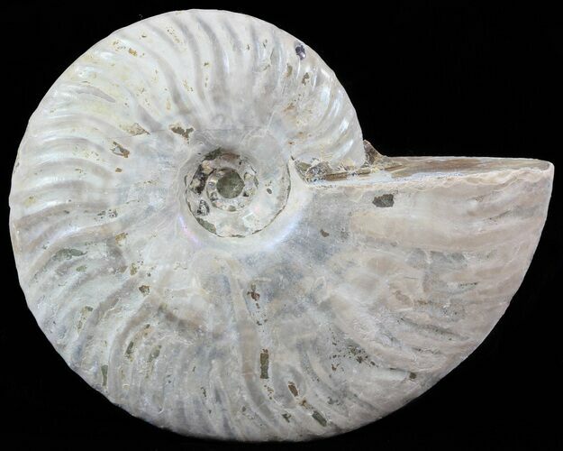 Silver Iridescent Ammonite - Madagascar #51489